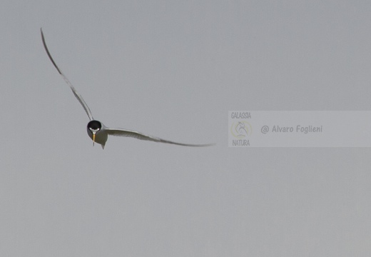 FRATICELLO, Little Tern, Sterna albifrons 