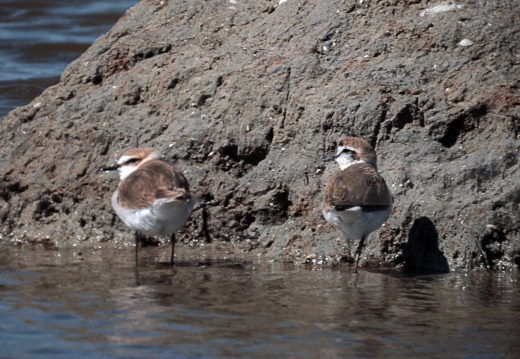 FRATINO, Kentish Plover, Charadrius alexandrinus 
