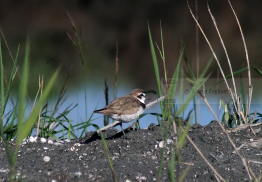 FRATINO, Kentish Plover, Charadrius alexandrinus 