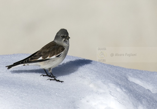 FRINGUELLO ALPINO, Snowfinch, Montifringilla nivalis