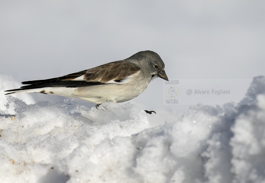 FRINGUELLO ALPINO, Snowfinch, Montifringilla nivalis