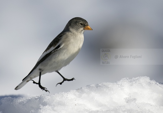 FRINGUELLO ALPINO, Snowfinch, Montifringilla nivalis