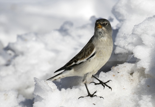 FRINGUELLO ALPINO, Snowfinch, Montifringilla nivalis