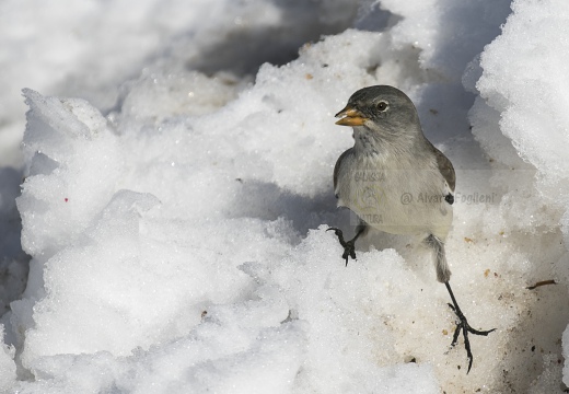 FRINGUELLO ALPINO, Snowfinch, Montifringilla nivalis