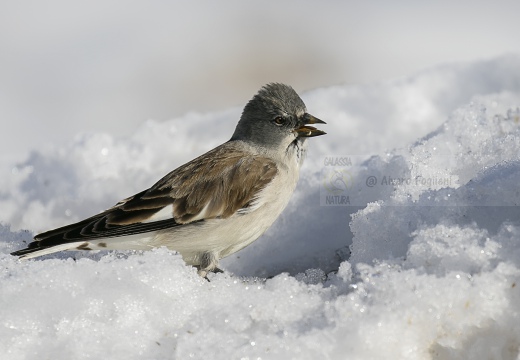 FRINGUELLO ALPINO, Snowfinch, Montifringilla nivalis