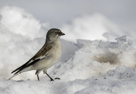 FRINGUELLO ALPINO, Snowfinch, Montifringilla nivalis