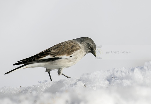 FRINGUELLO ALPINO, Snowfinch, Montifringilla nivalis