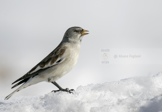 FRINGUELLO ALPINO, Snowfinch, Montifringilla nivalis