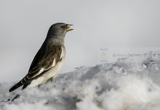 FRINGUELLO ALPINO, Snowfinch, Montifringilla nivalis