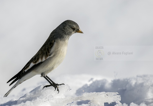 FRINGUELLO ALPINO, Snowfinch, Montifringilla nivalis