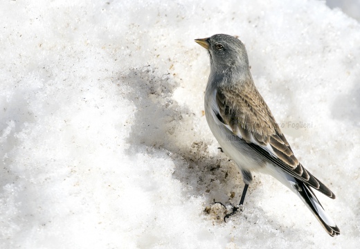 FRINGUELLO ALPINO, Snowfinch, Montifringilla nivalis