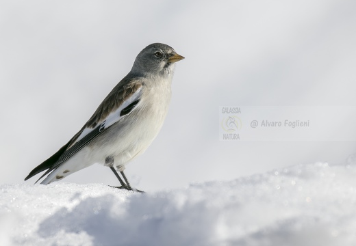 FRINGUELLO ALPINO, Snowfinch, Montifringilla nivalis