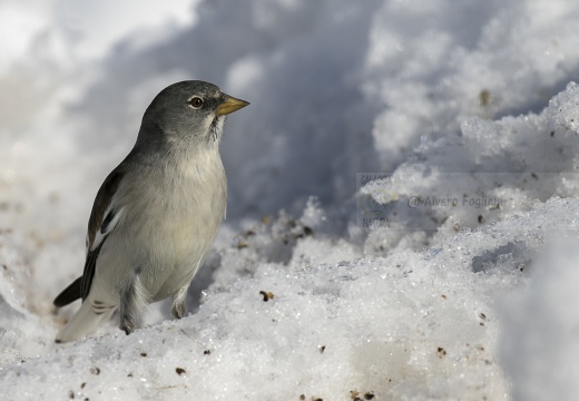 FRINGUELLO ALPINO, Snowfinch, Montifringilla nivalis