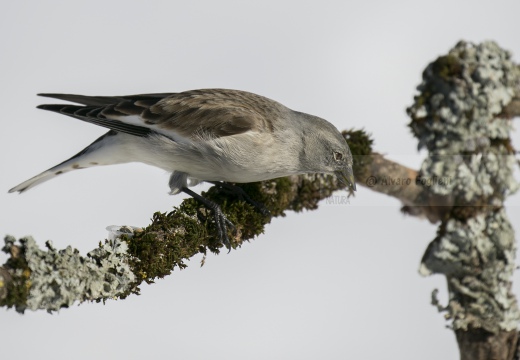 FRINGUELLO ALPINO, Snowfinch, Montifringilla nivalis