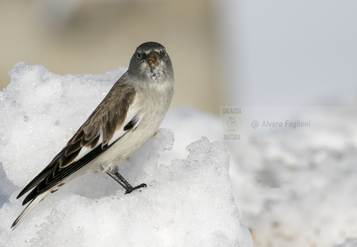 FRINGUELLO ALPINO, Snowfinch, Montifringilla nivalis