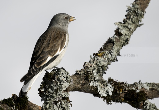 FRINGUELLO ALPINO, Snowfinch, Montifringilla nivalis