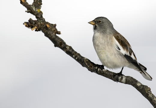 FRINGUELLO ALPINO, Snowfinch, Montifringilla nivalis