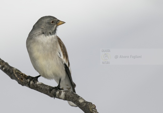 FRINGUELLO ALPINO, Snowfinch, Montifringilla nivalis