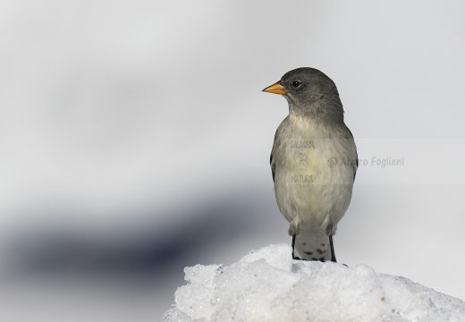 FRINGUELLO ALPINO, Snowfinch, Montifringilla nivalis