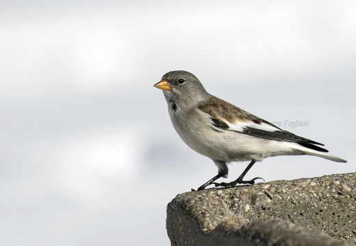 FRINGUELLO ALPINO, Snowfinch, Montifringilla nivalis