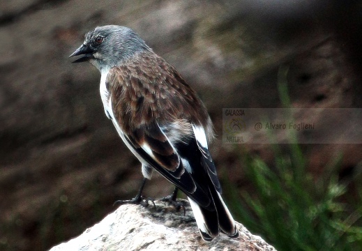 FRINGUELLO ALPINO, Snowfinch, Montifringilla nivalis