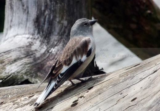 FRINGUELLO ALPINO, Snowfinch, Montifringilla nivalis