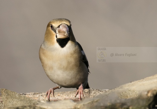 FROSONE, Hawfinch, Coccothraustes coccothraustes