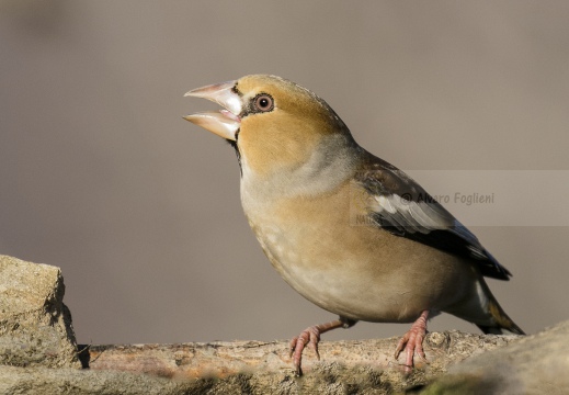 FROSONE, Hawfinch, Coccothraustes coccothraustes