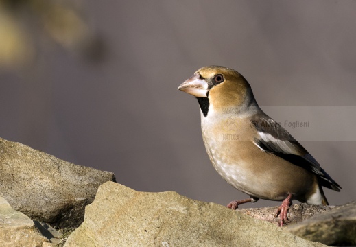 FROSONE, Hawfinch, Coccothraustes coccothraustes