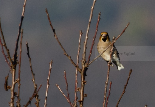 FROSONE, Hawfinch, Coccothraustes coccothraustes