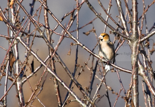 FROSONE, Hawfinch, Coccothraustes coccothraustes