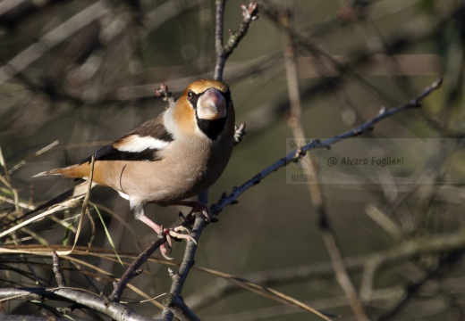 FROSONE, Hawfinch, Coccothraustes coccothraustes