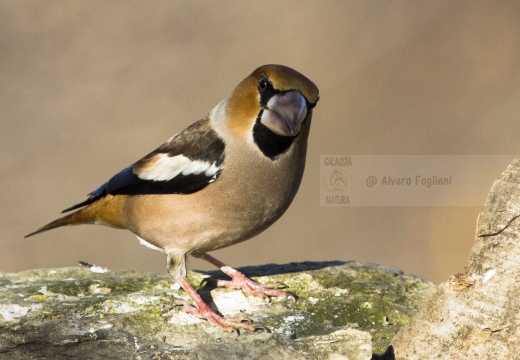 FROSONE, Hawfinch, Coccothraustes coccothraustes