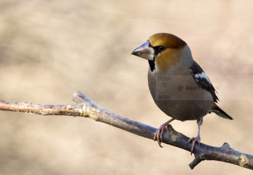 FROSONE, Hawfinch, Coccothraustes coccothraustes