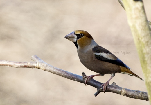 FROSONE, Hawfinch, Coccothraustes coccothraustes