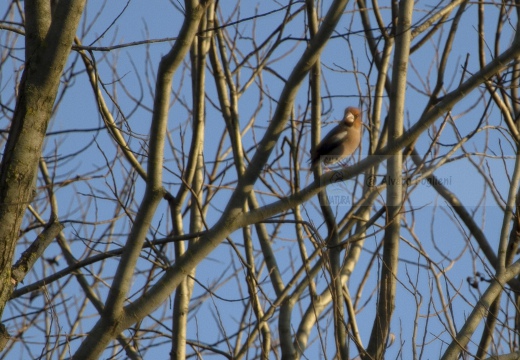 FROSONE, Hawfinch, Coccothraustes coccothraustes