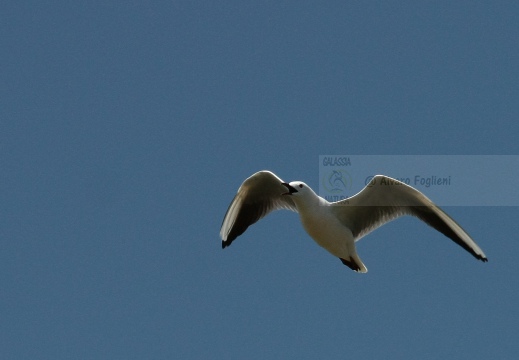 GABBIANO ROSEO, Slender-billed Gull, Chroicocephalus genei