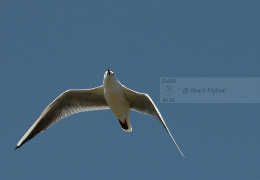 GABBIANO ROSEO, Slender-billed Gull, Chroicocephalus genei