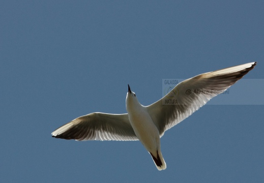 GABBIANO ROSEO, Slender-billed Gull, Chroicocephalus genei