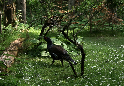 GALLO CEDRONE, Cappercallie, Tetrao urogallus