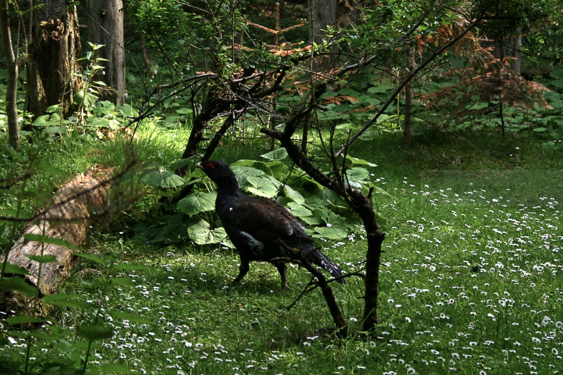 Gallo cedrone   IMG_15166.jpg