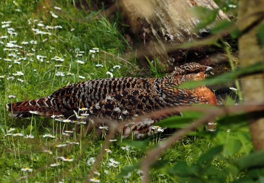 GALLO CEDRONE, Cappercallie, Tetrao urogallus
