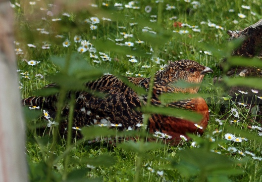 GALLO CEDRONE, Cappercallie, Tetrao urogallus