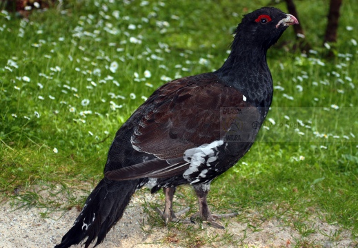 GALLO CEDRONE, Cappercallie, Tetrao urogallus