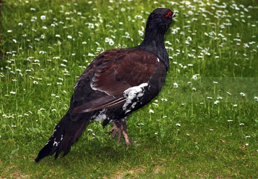 Gallo cedrone
