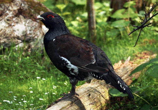 GALLO CEDRONE, Cappercallie, Tetrao urogallus