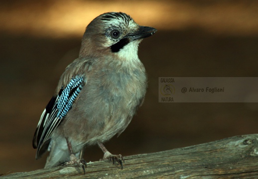 GHIANDAIA, Jay, Garrulus glandarius