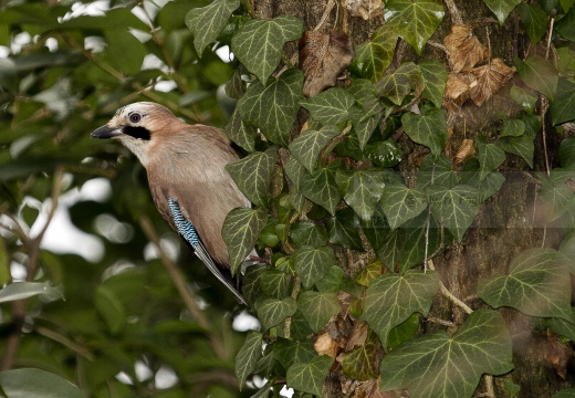 GHIANDAIA, Jay, Garrulus glandarius