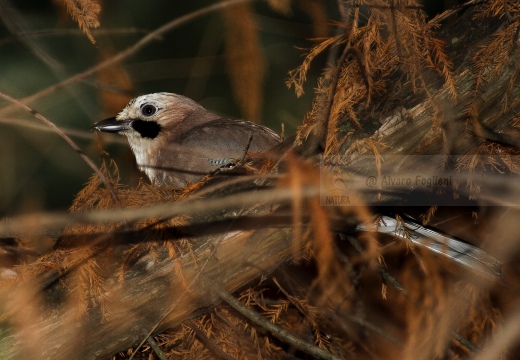 GHIANDAIA, Jay, Garrulus glandarius