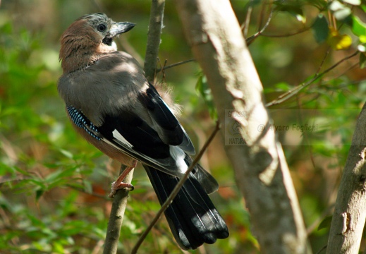 GHIANDAIA, Jay, Garrulus glandarius